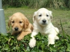 EXCELENTES CACHORROS DE GOLDEN RETRIEVER PURA RAZA NACIONALES - mejor precio | unprecio.es