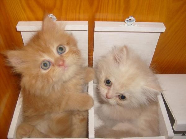 gatos persas muy bonitos