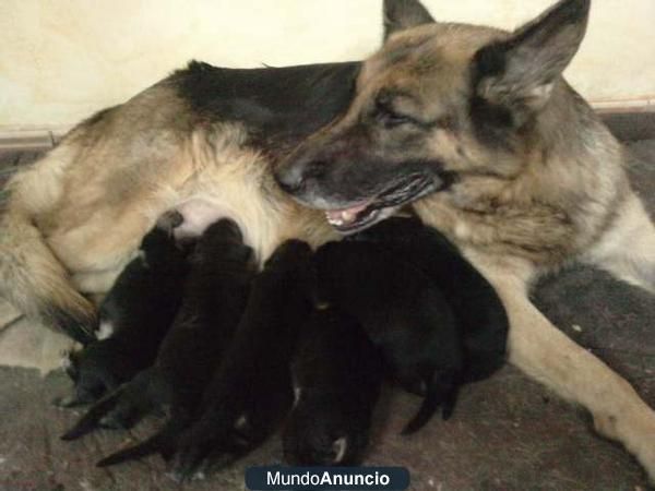 Impresionante camada de pastor aleman padre hijo de dux de 4 flores se pueden ver y elegir