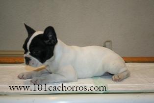 Preciosos Bulldog Frances blanco y negro.