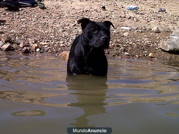 proxima camada de staffys