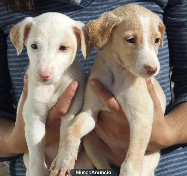 Cachorritos en Adopción