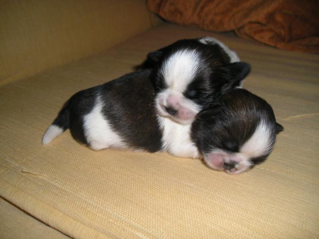 Cachorrito de shih-tzu