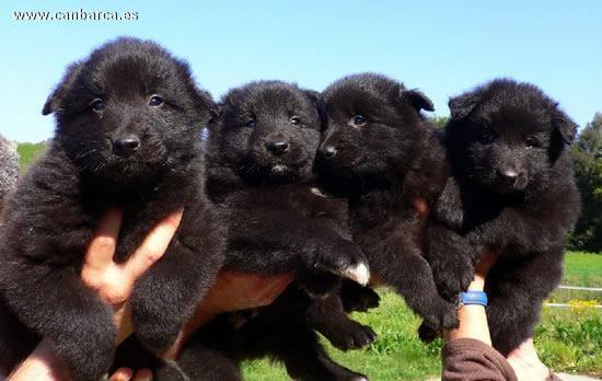 Cachorros de Pastor Belgas Groenendael Afijo: Can Barca