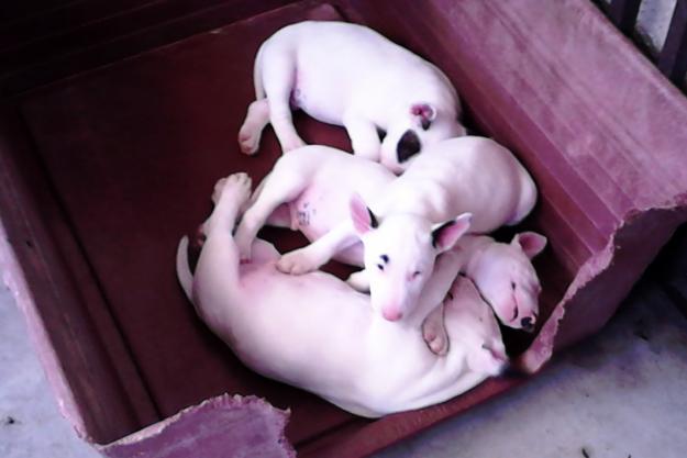 preciosos cachorros de bullterrier estandar de calidad: blancos con parche