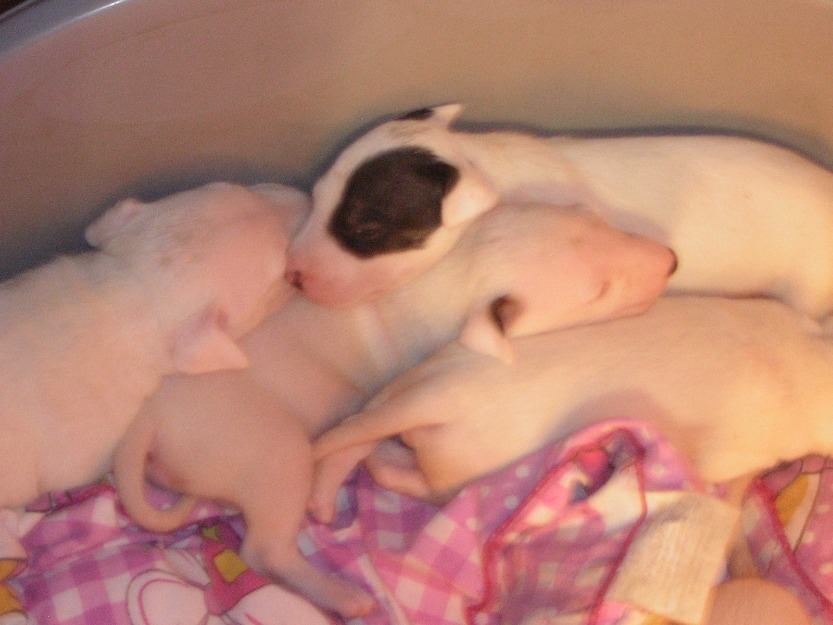 se vende camada de bull terrier