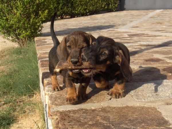 TECKEL CACHORROS