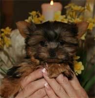 * Cachorritos de Yorkshire miniatura!