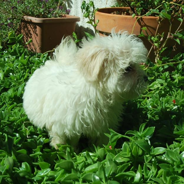 Bichon Maltes toy , perritos de dos meses, excelente genetica