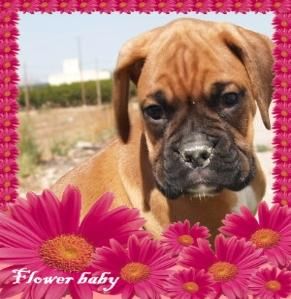 Boxer, compra el mejor cachorro