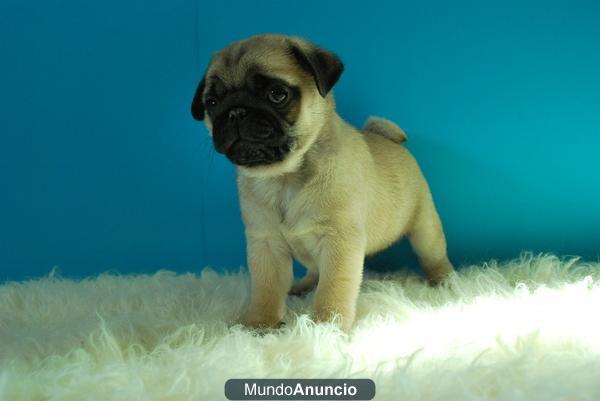 Cachorros de Calidad Carlino Pug Nueva Camada