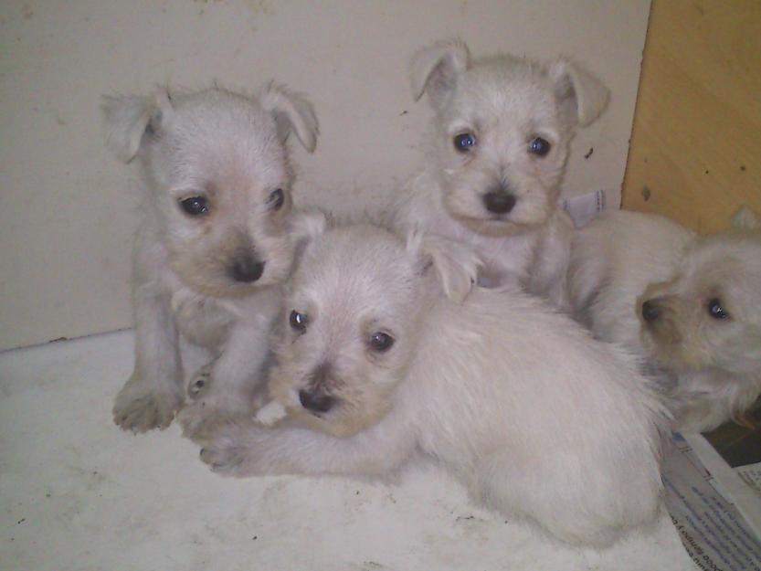 Camada Schnauzer mini blanco disponible