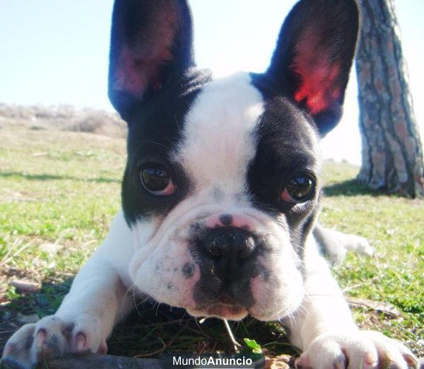 CAMBIO BULLDOG FRANCES POR YORKSHIRE