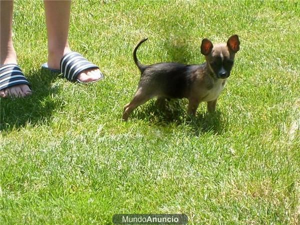 chihuahuita  macho  de pelo corto color 650