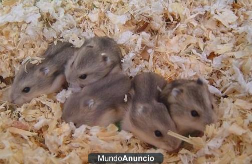 SE VENDEN HAMSTER RUSO