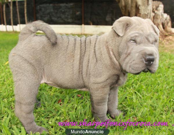 shar pei Macho azul