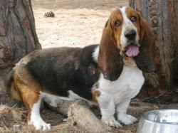 urgente en adopción basset hound