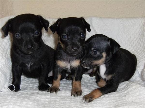 vender cachorros chihuahua