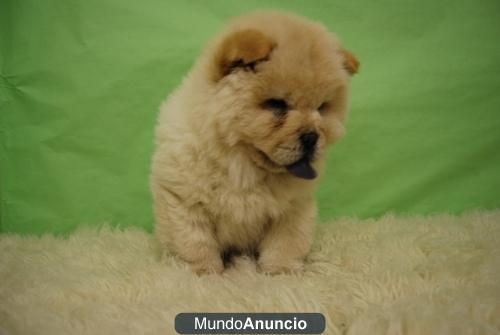 CHOW CHOW ELEGANTES PERRITOS¡¡ cachorros disponibles, www.doogs.es