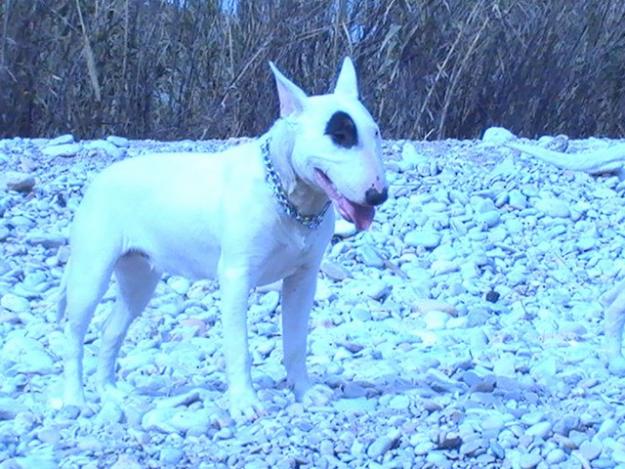 ¡¡¡oportunidad camada de bull terrier  350€!!!