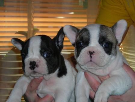 Bulldog frances, cachorros sociable, alegre y juguetón...