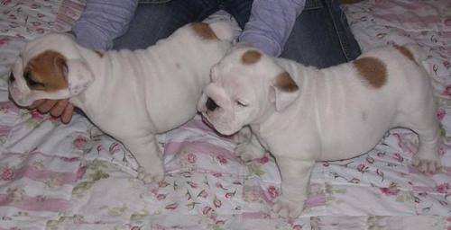 Bulldog Ingles hembra200E