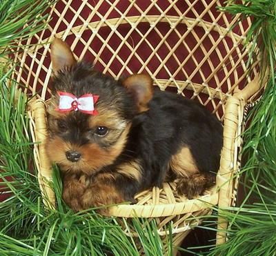 cachorro yorkie