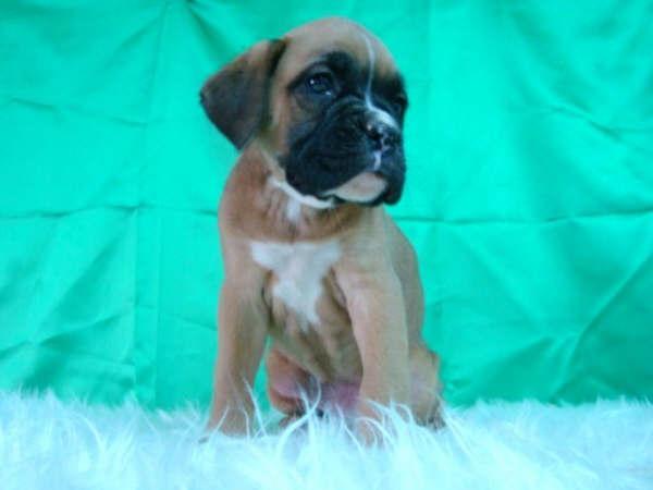 Cachorros boxer nacionales