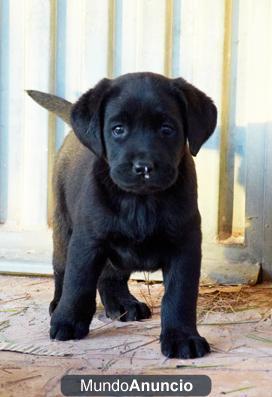 Cachorros de labrador negros