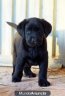 Cachorros de labrador negros - mejor precio | unprecio.es