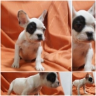 Machito de bulldog frances! - mejor precio | unprecio.es