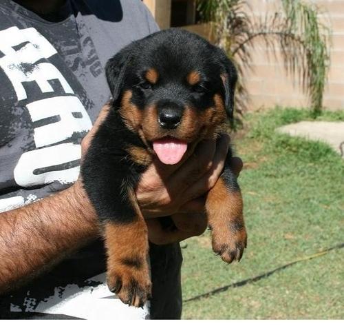 Rottweilers Beautiful va por 150 euros