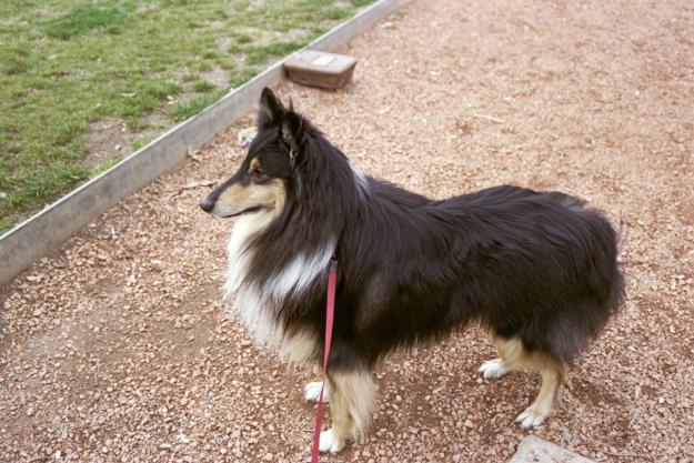 ROUGH COLLIE TRICOLOR NEGRO DE 4 AÑOS BUSCA NOVIA