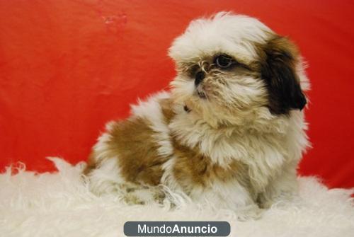 SHIH TZU PARA TU HOGAR CACHORROS DISPONIBLES PARA ENTREGAR