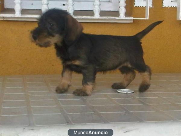 Teckel enano de pelo duro cachorros tu mejor mascota