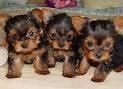 Yorkshire terrier mini 90