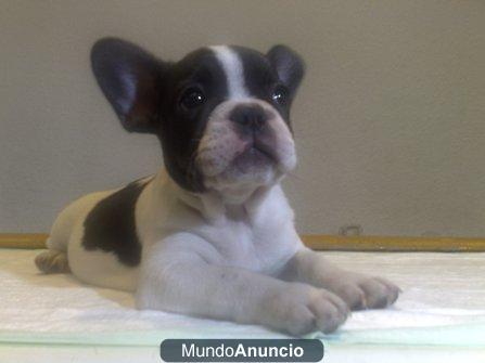 Cachorritos de Bulldog Francés