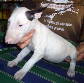 bullterrier mini