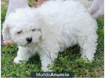 Cachorros Bichon Frise