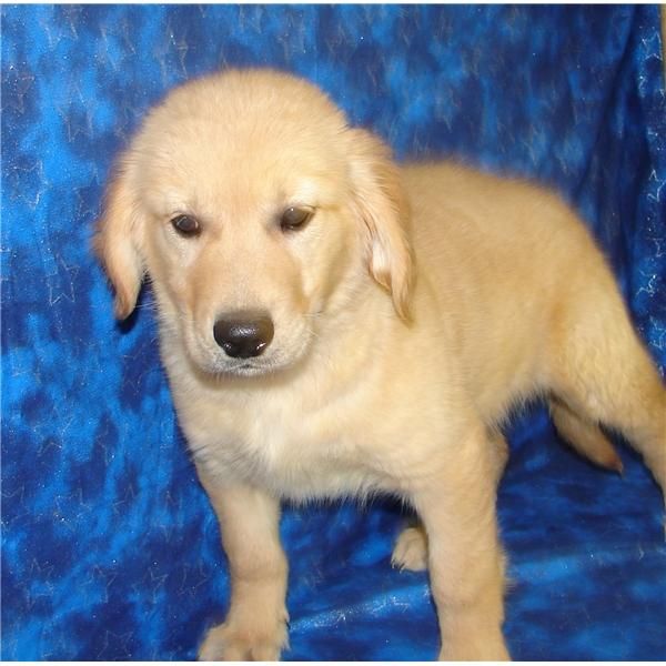 Cachorros de Golden Retriever 450   con PEDIGRI