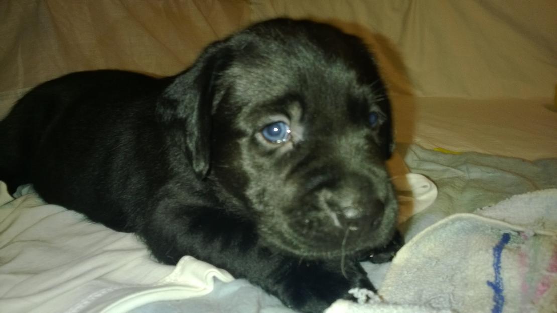 Cachorros labradores de un mes.