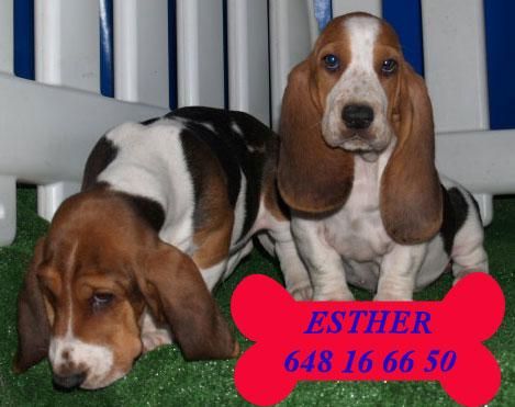 Preciosos Basset hound ¡buen precio