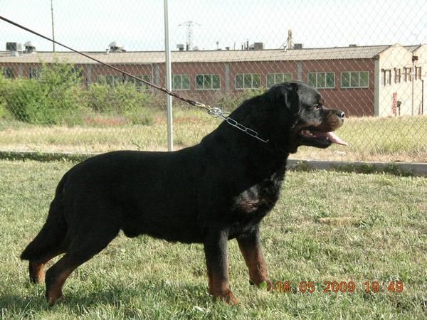 rottweiler linea exposicion