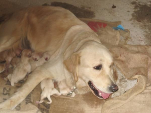 Venta cachorros Golden Retriver