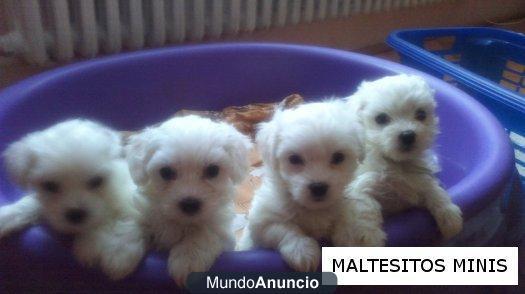 venta de malteses