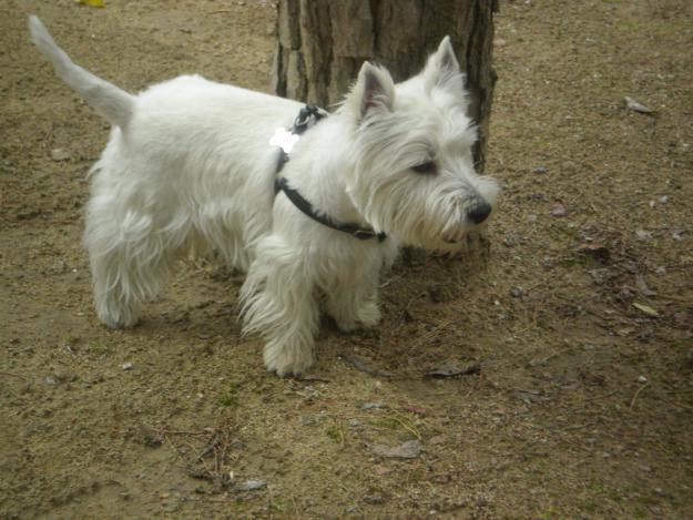 west highland white terrier busca novia