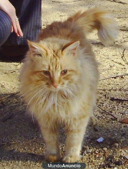 LEÓN, gatazo bosque de noruega en adopcion