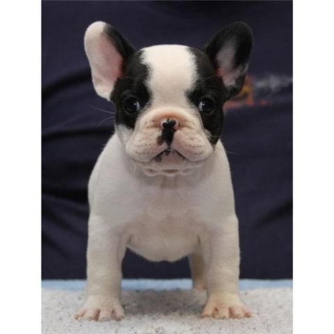 cachorro bulldog frances