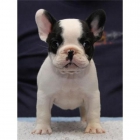 cachorro bulldog frances - mejor precio | unprecio.es