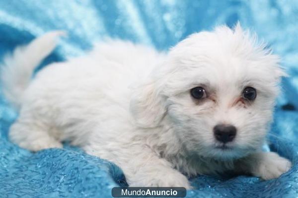 CACHORROS DE BICHON MALTES